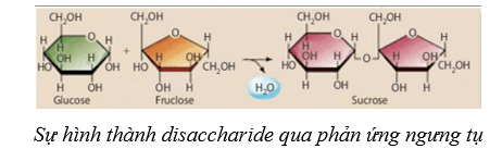 Lý thuyết Sinh học 10 Cánh diều Bài 6: Các phân tử sinh học