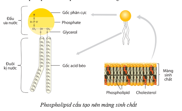 Lý thuyết Sinh học 10 Cánh diều Bài 6: Các phân tử sinh học