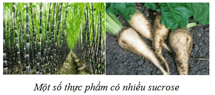 Lý thuyết Sinh học 10 Cánh diều Bài 6: Các phân tử sinh học