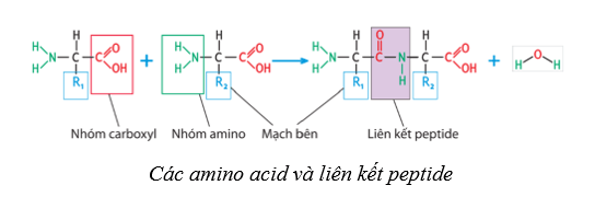 Lý thuyết Sinh học 10 Cánh diều Bài 6: Các phân tử sinh học