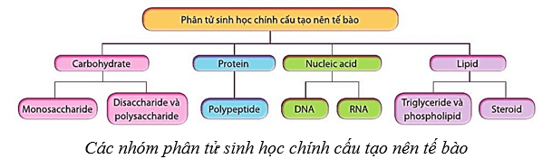 Lý thuyết Sinh học 10 Cánh diều Bài 6: Các phân tử sinh học
