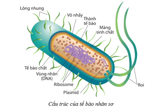 Lý thuyết Sinh học 10 Cánh diều Bài 7: Tế bào nhân sơ và tế bào nhân thực