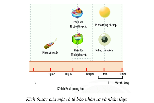 Lý thuyết Sinh học 10 Cánh diều Bài 7: Tế bào nhân sơ và tế bào nhân thực