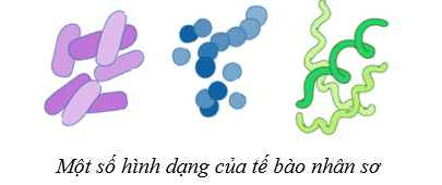 Lý thuyết Sinh học 10 Cánh diều Bài 7: Tế bào nhân sơ và tế bào nhân thực