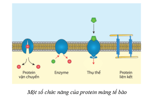 Lý thuyết Sinh học 10 Cánh diều Bài 8: Cấu trúc của tế bào nhân thực