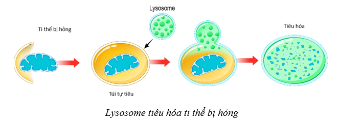 Lý thuyết Sinh học 10 Cánh diều Bài 8: Cấu trúc của tế bào nhân thực