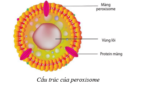 Lý thuyết Sinh học 10 Cánh diều Bài 8: Cấu trúc của tế bào nhân thực