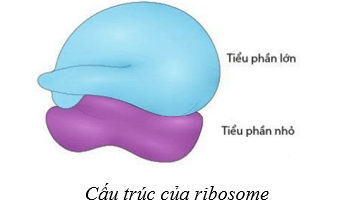 Lý thuyết Sinh học 10 Cánh diều Bài 8: Cấu trúc của tế bào nhân thực