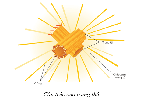 Lý thuyết Sinh học 10 Cánh diều Bài 8: Cấu trúc của tế bào nhân thực