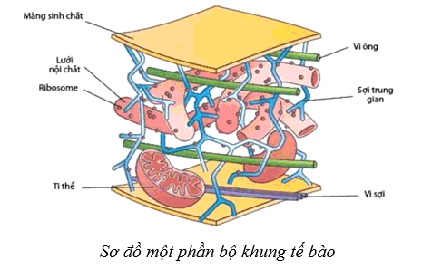 Lý thuyết Sinh học 10 Cánh diều Bài 8: Cấu trúc của tế bào nhân thực