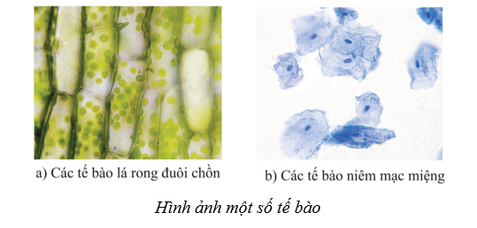 Lý thuyết Sinh học 10 Cánh diều Bài 8: Cấu trúc của tế bào nhân thực