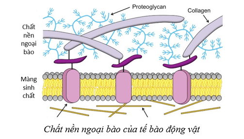 Lý thuyết Sinh học 10 Cánh diều Bài 8: Cấu trúc của tế bào nhân thực