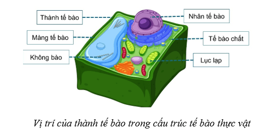 Lý thuyết Sinh học 10 Cánh diều Bài 8: Cấu trúc của tế bào nhân thực