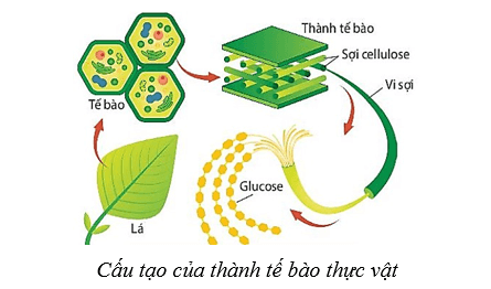 Lý thuyết Sinh học 10 Cánh diều Bài 8: Cấu trúc của tế bào nhân thực