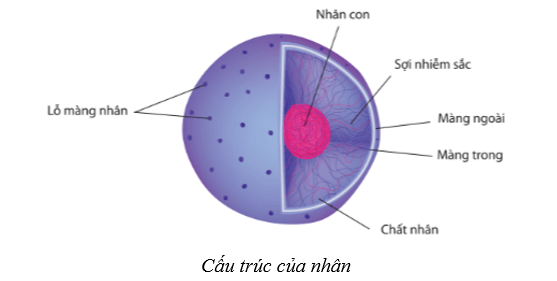 Lý thuyết Sinh học 10 Cánh diều Bài 8: Cấu trúc của tế bào nhân thực