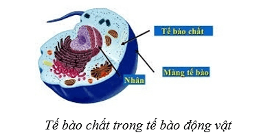 Lý thuyết Sinh học 10 Cánh diều Bài 8: Cấu trúc của tế bào nhân thực