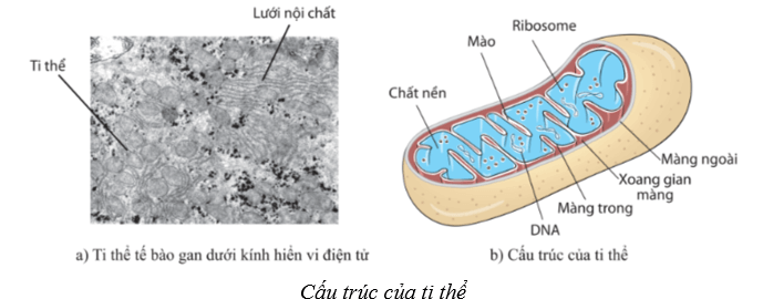 Lý thuyết Sinh học 10 Cánh diều Bài 8: Cấu trúc của tế bào nhân thực