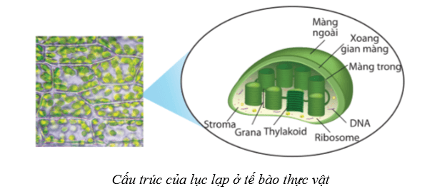 Lý thuyết Sinh học 10 Cánh diều Bài 8: Cấu trúc của tế bào nhân thực