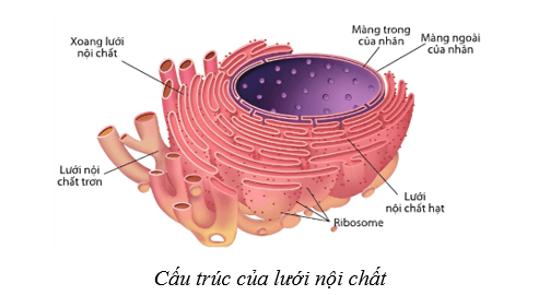 Lý thuyết Sinh học 10 Cánh diều Bài 8: Cấu trúc của tế bào nhân thực