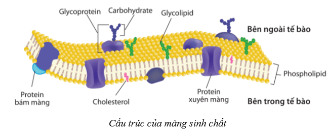 Lý thuyết Sinh học 10 Cánh diều Bài 8: Cấu trúc của tế bào nhân thực