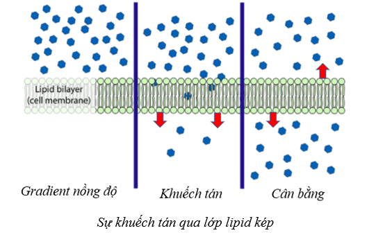 Lý thuyết Sinh học 10 Cánh diều Bài 9: Trao đổi chất qua màng sinh chất