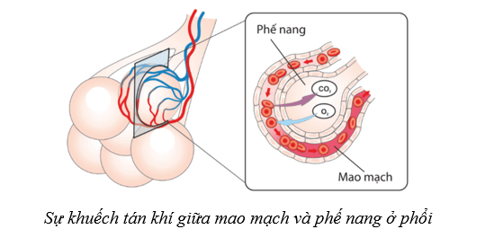 Lý thuyết Sinh học 10 Cánh diều Bài 9: Trao đổi chất qua màng sinh chất