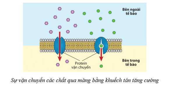 Lý thuyết Sinh học 10 Cánh diều Bài 9: Trao đổi chất qua màng sinh chất