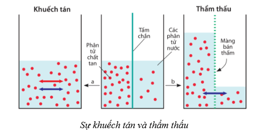 Lý thuyết Sinh học 10 Cánh diều Bài 9: Trao đổi chất qua màng sinh chất