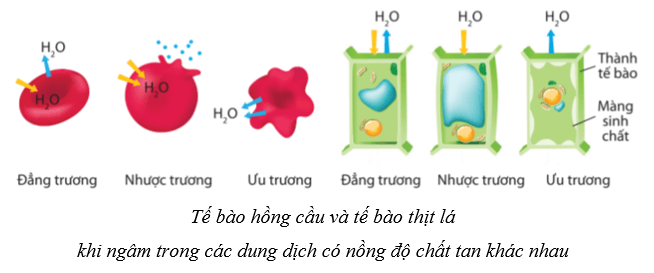 Lý thuyết Sinh học 10 Cánh diều Bài 9: Trao đổi chất qua màng sinh chất