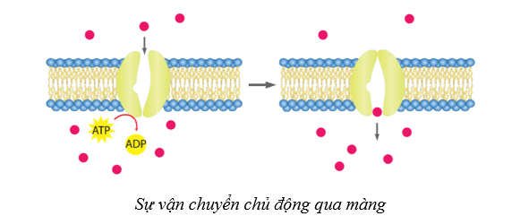 Lý thuyết Sinh học 10 Cánh diều Bài 9: Trao đổi chất qua màng sinh chất