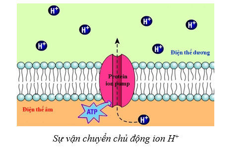 Lý thuyết Sinh học 10 Cánh diều Bài 9: Trao đổi chất qua màng sinh chất