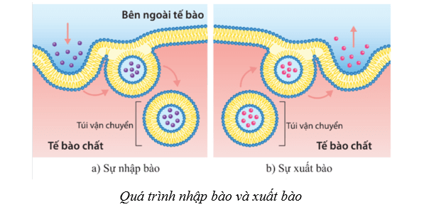 Lý thuyết Sinh học 10 Cánh diều Bài 9: Trao đổi chất qua màng sinh chất