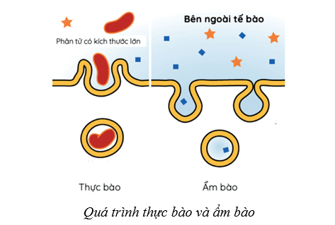 Lý thuyết Sinh học 10 Cánh diều Bài 9: Trao đổi chất qua màng sinh chất