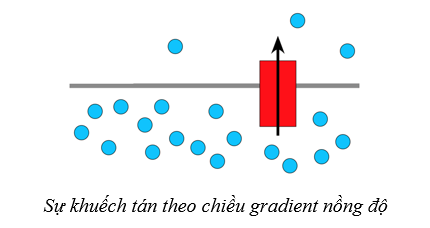 Lý thuyết Sinh học 10 Cánh diều Bài 9: Trao đổi chất qua màng sinh chất