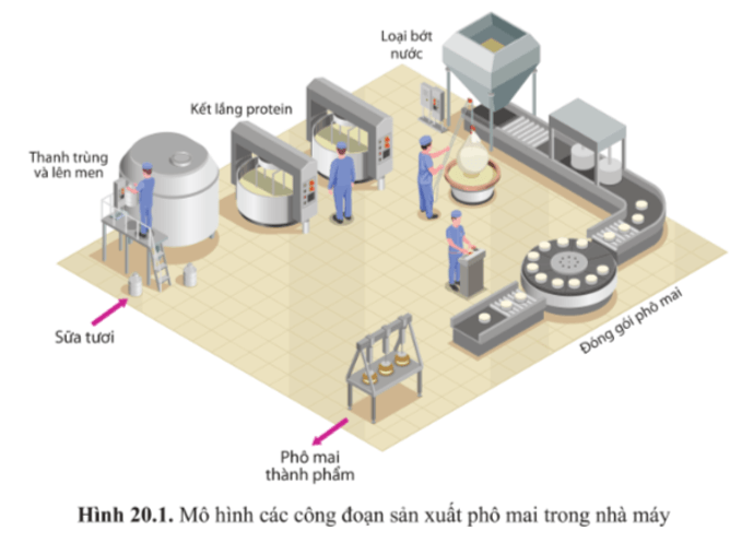 Quan sát các công đoạn sản xuất phô mai trong một nhà máy 