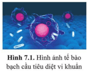 Tế bào vi khuẩn và tế bào bạch cầu (hình 7.1) thuộc loại tế bào nhân sơ hay tế bào nhân thực