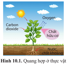 Quan sát hình 10.1 và nêu các dạng năng lượng trong quá trình quang hợp