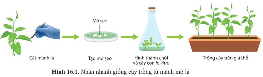 Người ta có thể nuôi mảnh mô lá, thân, rễ,... trong môi trường nhân tạo (hình 16.1) để nhân giống nhanh