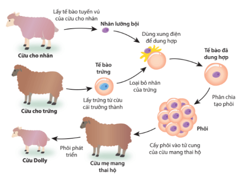 Trắc nghiệm Sinh 10 Cánh diều Bài 16 (có đáp án): Công nghệ tế bào