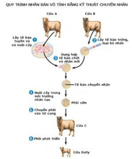 Đặc điểm của nhân là cơ sở cho lĩnh vực công nghệ sinh học nào