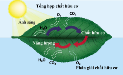 Dựa vào hình 11.12, vẽ sơ đồ thể hiện mối quan hệ giữa quang hợp và hô hấp tế bào ở thực vật?