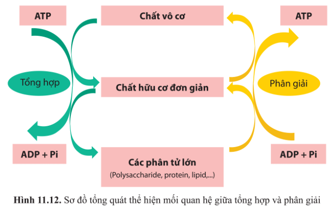 Dựa vào hình 11.12, vẽ sơ đồ thể hiện mối quan hệ giữa quang hợp và hô hấp tế bào ở thực vật?