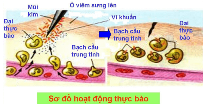 Vì sao tế bào bạch cầu có thể ăn được vi khuẩn