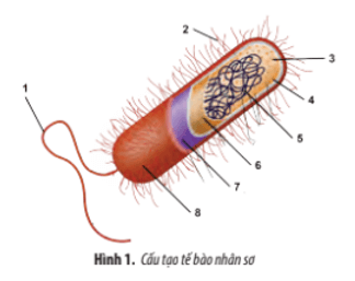 Chú thích các thành phần cấu tạo của tế bào nhân sơ trong hình dưới đây