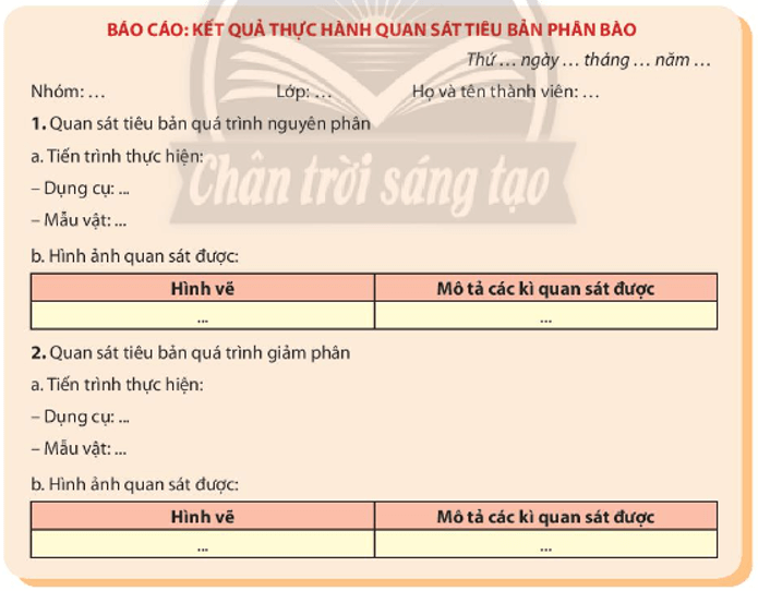 Sinh 10 Chân trời sáng tạo Bài 20: Thực hành: quan sát tiêu bản các kì phân bào nguyên phân và giảm phân | Giải Sinh học 10