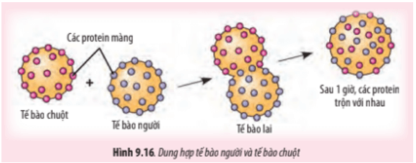 David Frye và Micheal Edidin tại trường Đại học tổng hợp Johns Hopkins đã đánh dấu