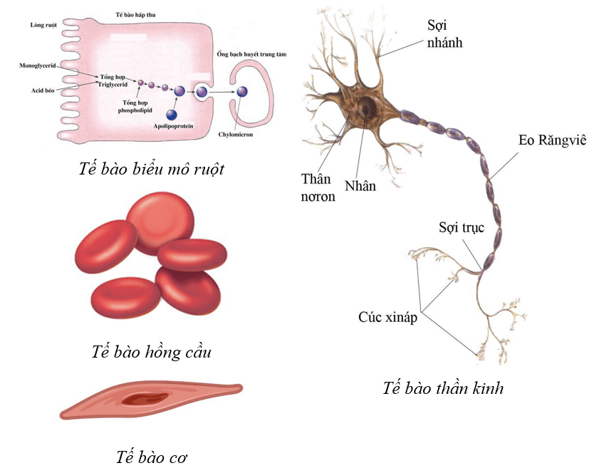 ãy sưu tầm tranh ảnh về một số loại tế bào ở người (tế bào biểu mô ruột non