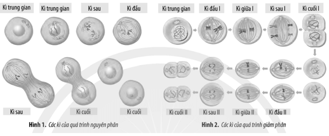 Quan sát Hình 1 và 2. Điền tên các kì thích hợp vào ô trống