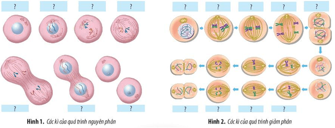 Quan sát Hình 1 và 2. Điền tên các kì thích hợp vào ô trống