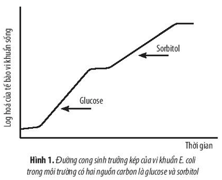 Quan sát đồ thị ở Hình 1, hãy giải thích sự sinh trưởng của quần thể